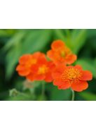 Skarlátvörös gyömbérgyökér / GEUM coccineum 'Koi'