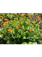 Skarlátvörös gyömbérgyökér / GEUM coccineum 'Koi'