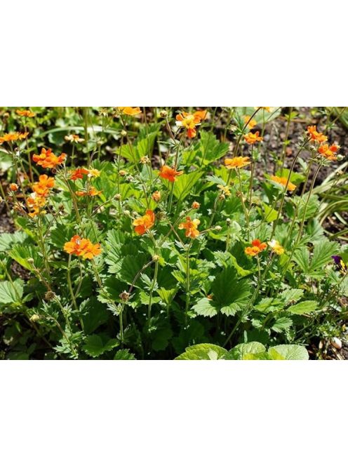 Skarlátvörös gyömbérgyökér / GEUM coccineum 'Koi'