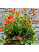 Skarlátvörös gyömbérgyökér / GEUM coccineum 'Koi'