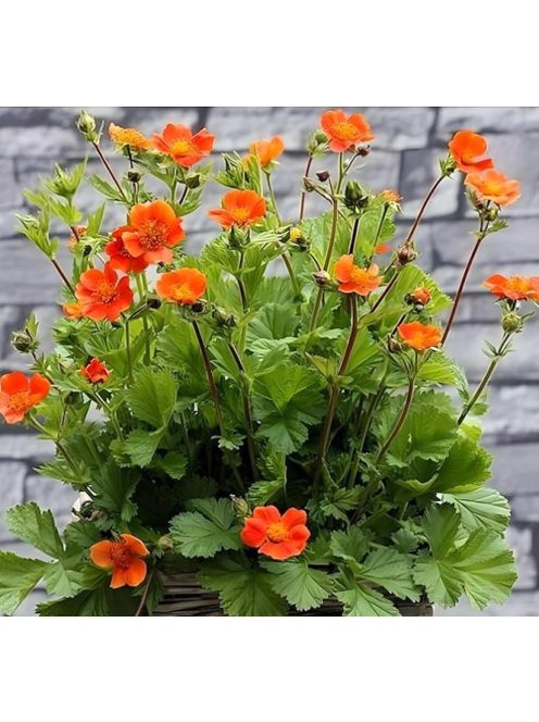 Skarlátvörös gyömbérgyökér / GEUM coccineum 'Koi'