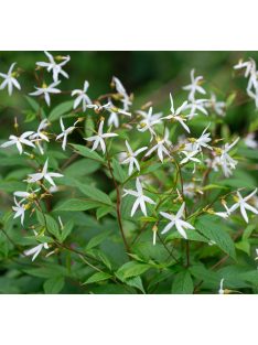 Hármaslevelű indiánrózsa / GILLENIA trifoliata