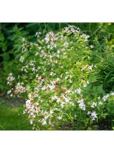 Hármaslevelű indiánrózsa / GILLENIA trifoliata