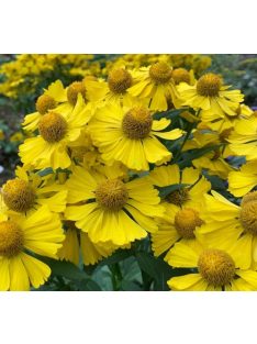   Őszi napfényvirág / HELENIUM autumnale 'Helena Gold'