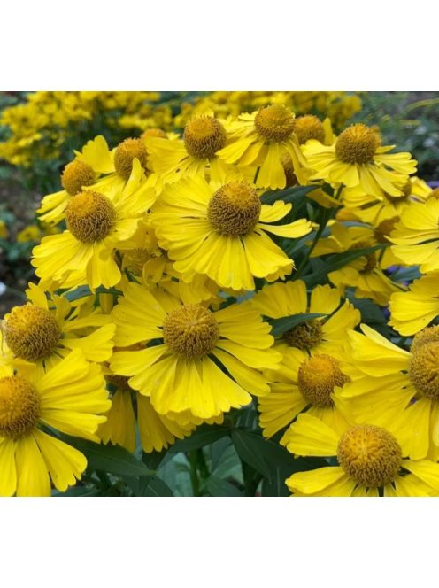 Őszi napfényvirág / HELENIUM autumnale 'Helena Gold'