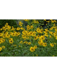   Őszi napfényvirág / HELENIUM autumnale 'Helena Gold'