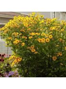 Őszi napfényvirág / HELENIUM autumnale 'Helena Gold'