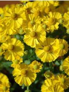 Őszi napfényvirág / HELENIUM autumnale 'Helena Gold'