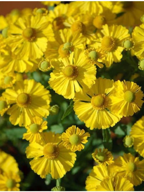 Őszi napfényvirág / HELENIUM autumnale 'Helena Gold'