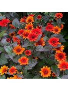 Érdeslevelű napszemvirág / HELIOPSIS helianthoides var. scabra 'Bleeding Hearts'