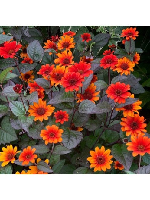 Érdeslevelű napszemvirág / HELIOPSIS helianthoides var. scabra 'Bleeding Hearts'