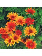 Érdeslevelű napszemvirág / HELIOPSIS helianthoides var. scabra 'Bleeding Hearts'