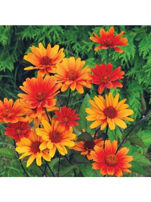 Érdeslevelű napszemvirág / HELIOPSIS helianthoides var. scabra 'Bleeding Hearts'