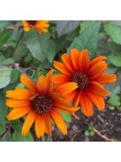 Érdeslevelű napszemvirág / HELIOPSIS helianthoides var. scabra 'Bleeding Hearts'