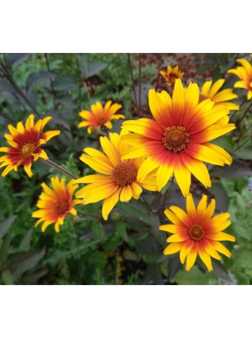 Érdeslevelű napszemvirág / HELIOPSIS helianthoides var. scabra 'Burning Hearts'
