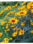 Érdeslevelű napszemvirág / HELIOPSIS helianthoides var. scabra 'Burning Hearts'