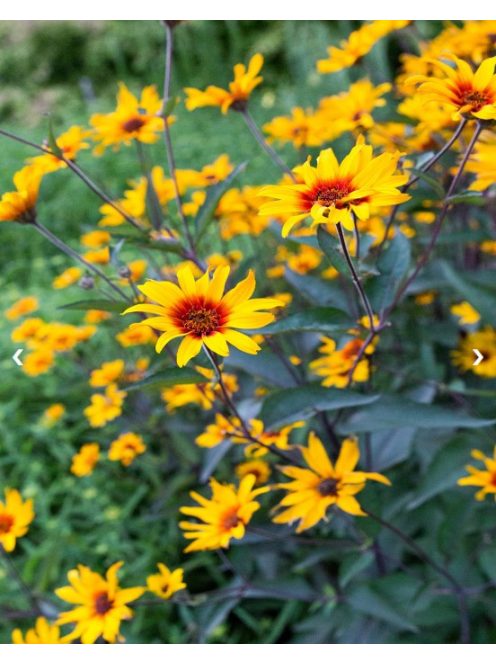 Érdeslevelű napszemvirág / HELIOPSIS helianthoides var. scabra 'Burning Hearts'