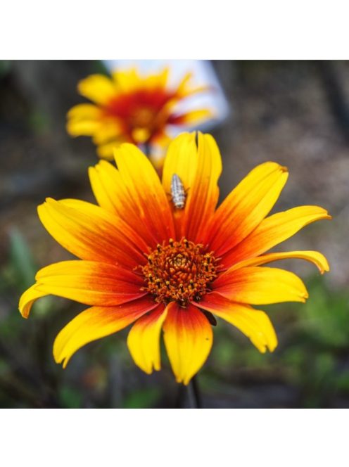 Érdeslevelű napszemvirág / HELIOPSIS helianthoides var. scabra 'Burning Hearts'