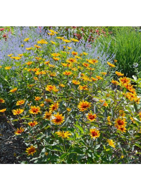 Érdeslevelű napszemvirág / HELIOPSIS helianthoides var. scabra 'Burning Hearts'