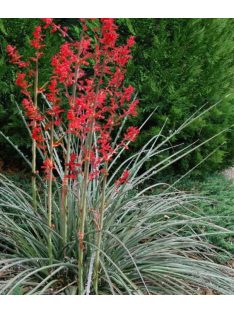 Piros virágú yucca / HESPERALOE parviflora