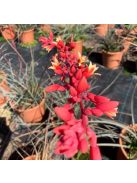 Piros virágú yucca / HESPERALOE parviflora