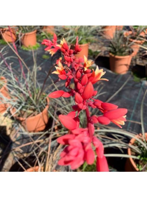 Piros virágú yucca / HESPERALOE parviflora