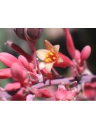 Piros virágú yucca / HESPERALOE parviflora