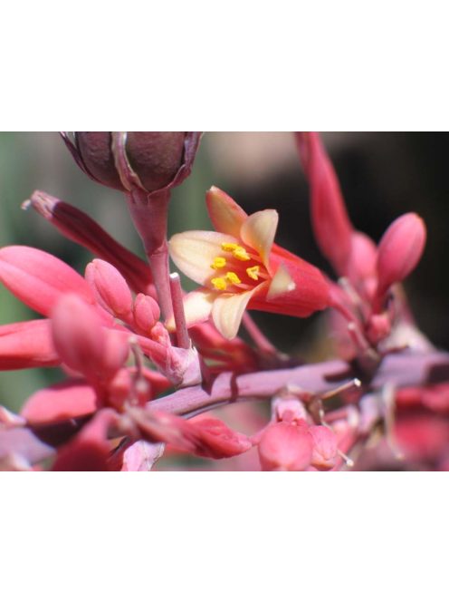 Piros virágú yucca / HESPERALOE parviflora