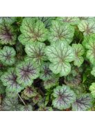 Tűzeső / HEUCHERA americana 'Dale's Strain'