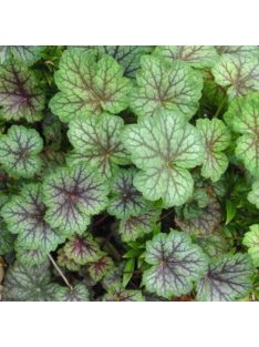 Tűzeső / HEUCHERA americana 'Dale's Strain'