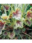 Tűzeső / HEUCHERA americana 'Dale's Strain'