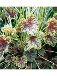 Tűzeső / HEUCHERA americana 'Dale's Strain'