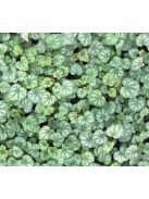 Tűzeső / HEUCHERA americana 'Dale's Strain'