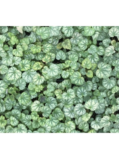 Tűzeső / HEUCHERA americana 'Dale's Strain'