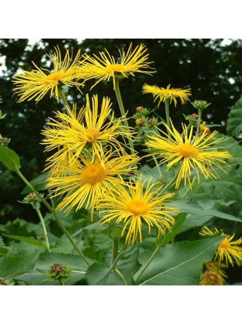 Peremizs / INULA magnifica