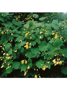 Juharcsengő / KIRENGESHOMA palmata