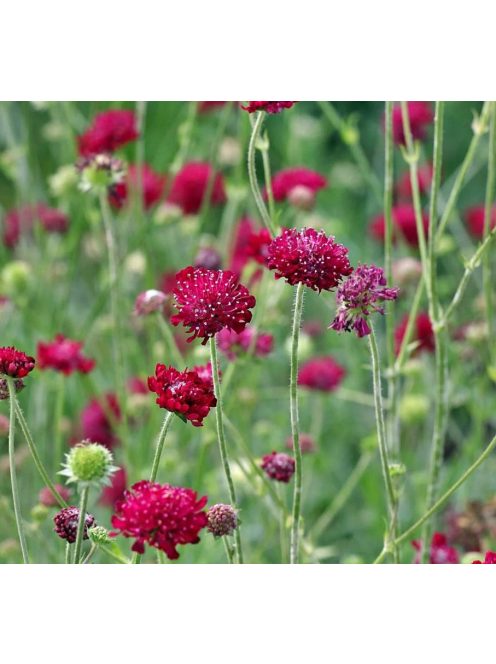 Macedón varfű / KNAUTIA macedonica