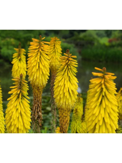 Fáklyalilliom / KNIPHOFIA citrina