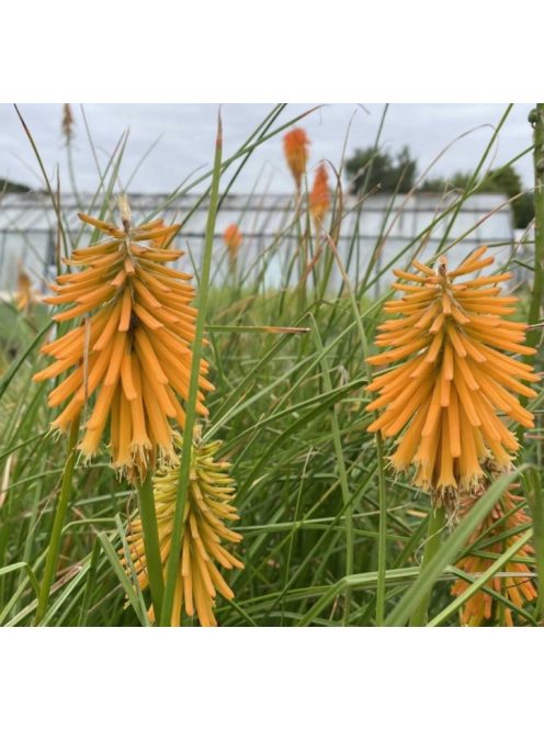 Fáklyalilliom / KNIPHOFIA galpinii