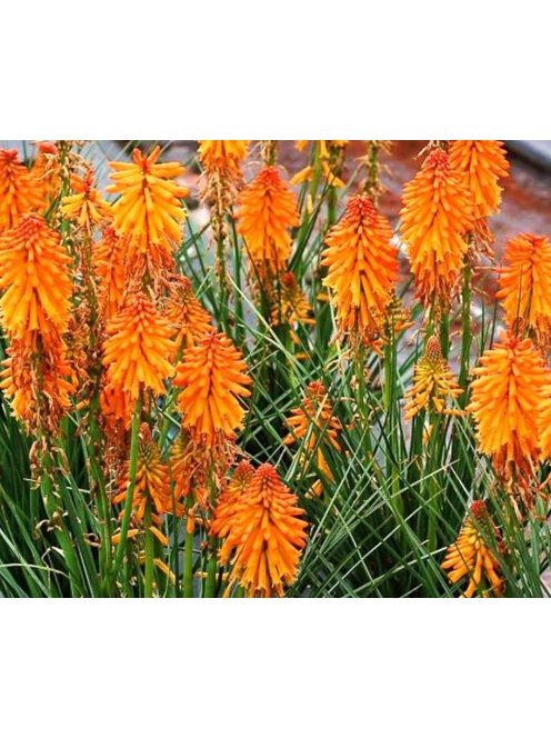 Fáklyalilliom / KNIPHOFIA triangularis