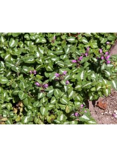 Foltos árvacsalán / LAMIUM maculatum