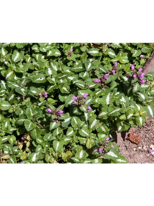 Foltos árvacsalán / LAMIUM maculatum