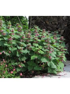 Pofók árvacsalán / LAMIUM orvala