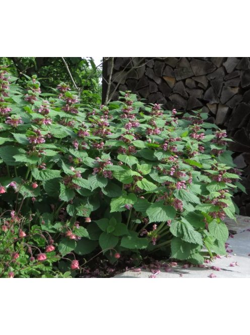 Pofók árvacsalán / LAMIUM orvala