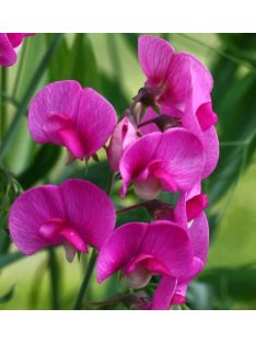   Nagyvirágú lednek / LATHYRUS latifolius 'Red Pearl'