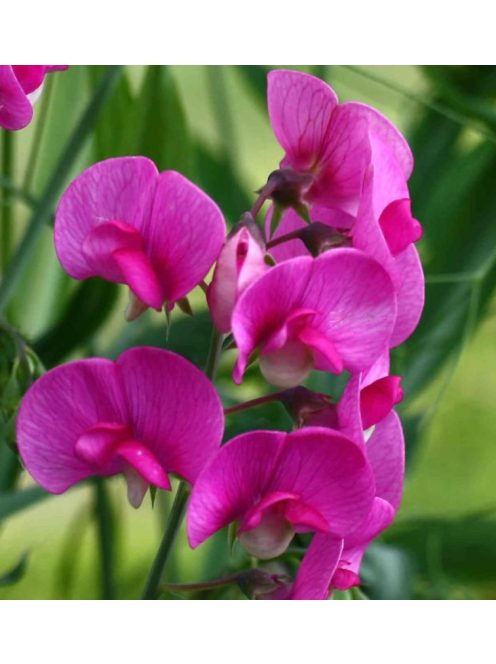 Nagyvirágú lednek / LATHYRUS latifolius 'Red Pearl'