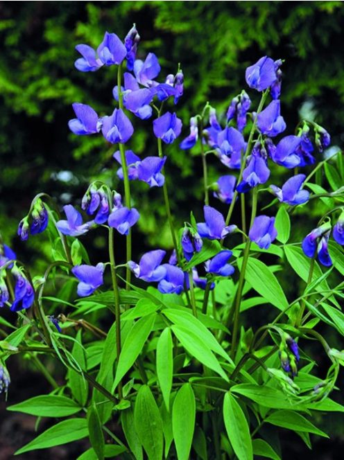 Tavaszi lednek / LATHYRUS vernus 'Heavenly Blues'