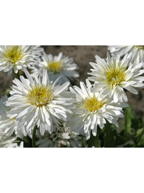 Kerti margaréta / LEUCANTHEMUM x superbum fl. pl. 'Snowdrift'