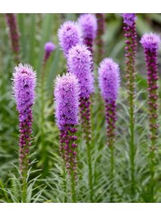 Füzéres díszcsorba / LIATRIS spicata