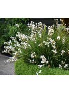 Új-zélandi szaténvirág / LIBERTIA grandiflora